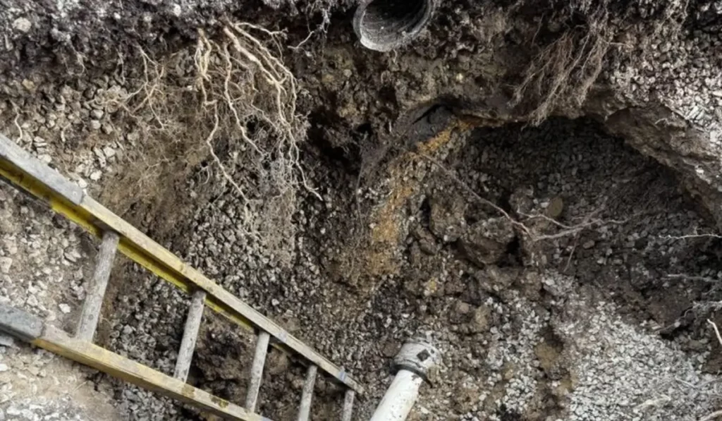 Tree roots invading and damaging a sewer line during excavation in Naperville residential property.